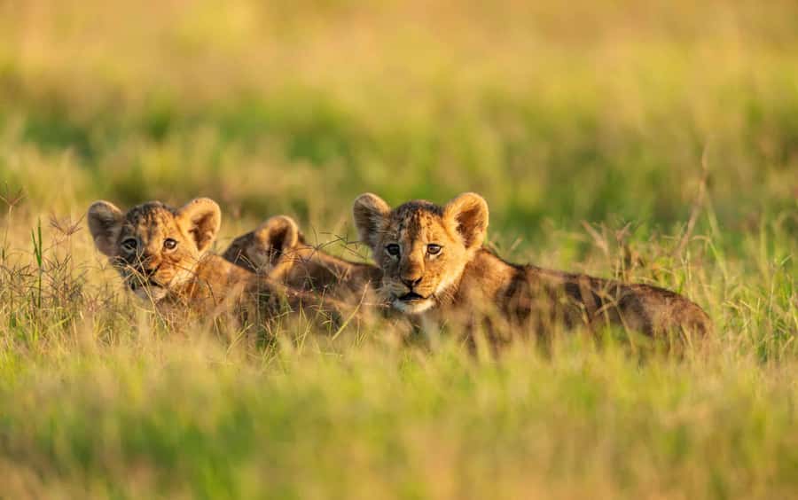 3 Days Maasai Mara Group Safari using a 4x4 Landcruiser - Day one: Nairobi, the Rift Valley, and a 4 pm game drive