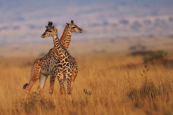 3 Days Maasai Mara Guided Safari from Nairobi - What the real price means