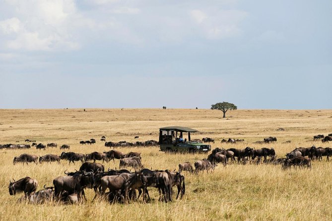 3 Days Maasai Mara Guided Safari from Nairobi - Two nights in a budget safari tent