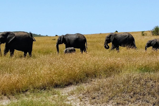 3 Days Maasai Mara Luxury Camping - Why three days works well for the Maasai Mara