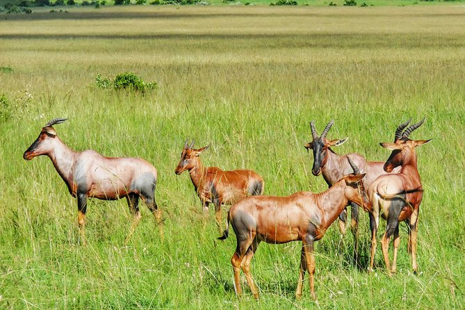 3 Days Maasai Mara Luxury Camping - Optional hot air balloon ride and Maasai village visit
