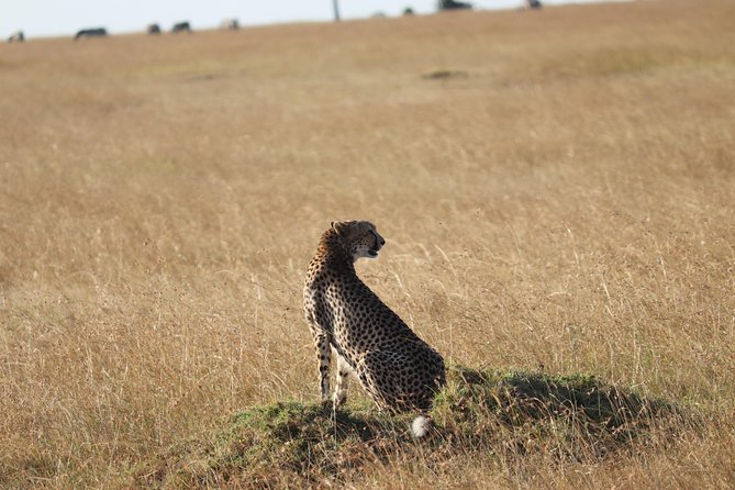 3 Days Maasai Mara Luxury Camping - Luxury camping, food, and service