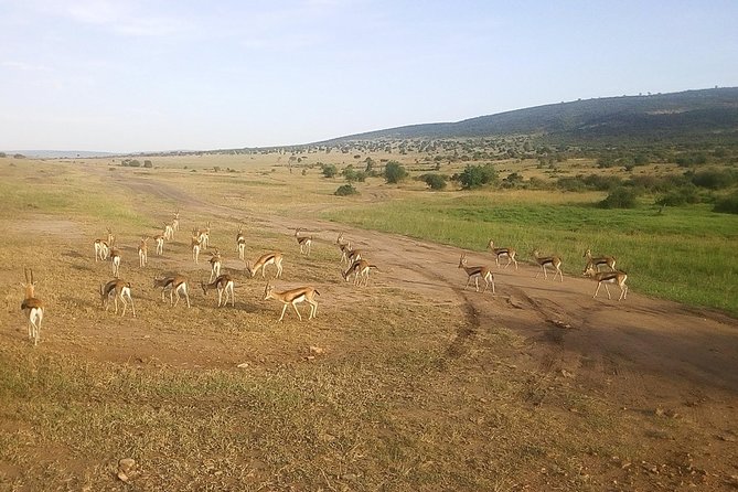3 Days Maasai Mara Luxury Camping - What the $3,980 group price means