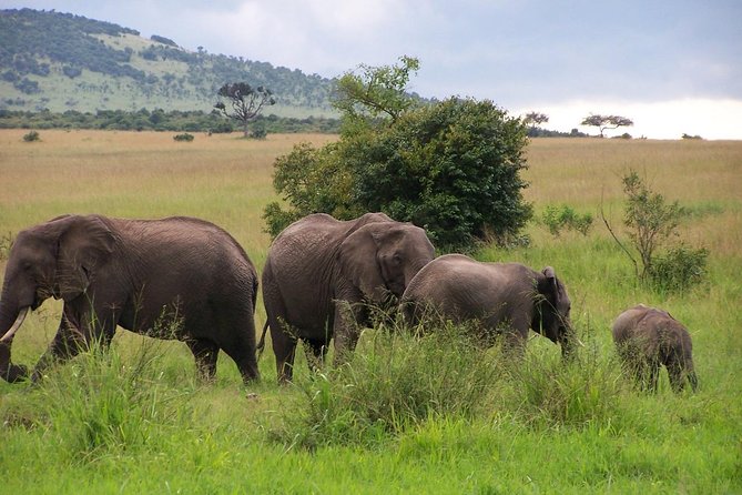 3 Days Maasai Mara Luxury Camping - Transport, timing, and practical comfort