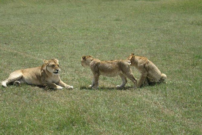 3 Days Maasai Mara Luxury Camping - Day 2: Two game drives and a full Mara day