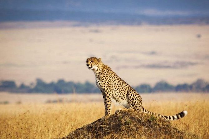 3 days Maasai Mara Luxury Safari - Day Two: The Main Wildlife Day