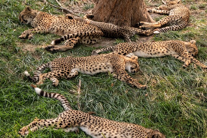 3 days maasai mara migration safari - Is three days enough for the Masai Mara?