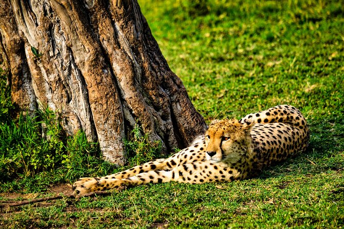 3 days maasai mara migration safari - The first Masai Mara game drive