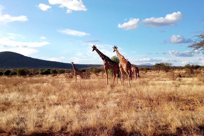 3 days Maasai Mara safari from Nairobi - Day 2, the main wildlife day in Maasai Mara