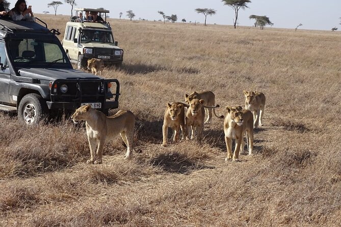 3 Days Maasai Mara Small Group Safari in a 4 x4 Land Cruiser Jeep - Day Three: A Maasai Visit or the Road Back