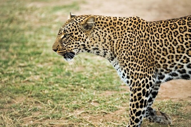 3 Days Maasai Mara Small Group Safari in a 4 x4 Land Cruiser Jeep - Camp Comfort, Food, and Electricity