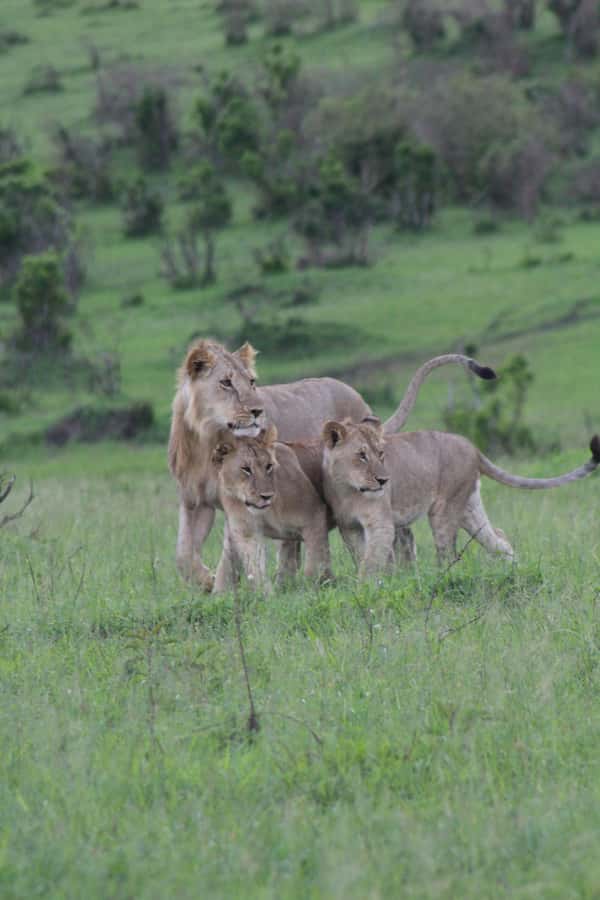 3 Days Maasai Mara Small Group Safari- Jambo Mara Lodge - Jambo Mara Lodge: a comfortable base with a few cautions