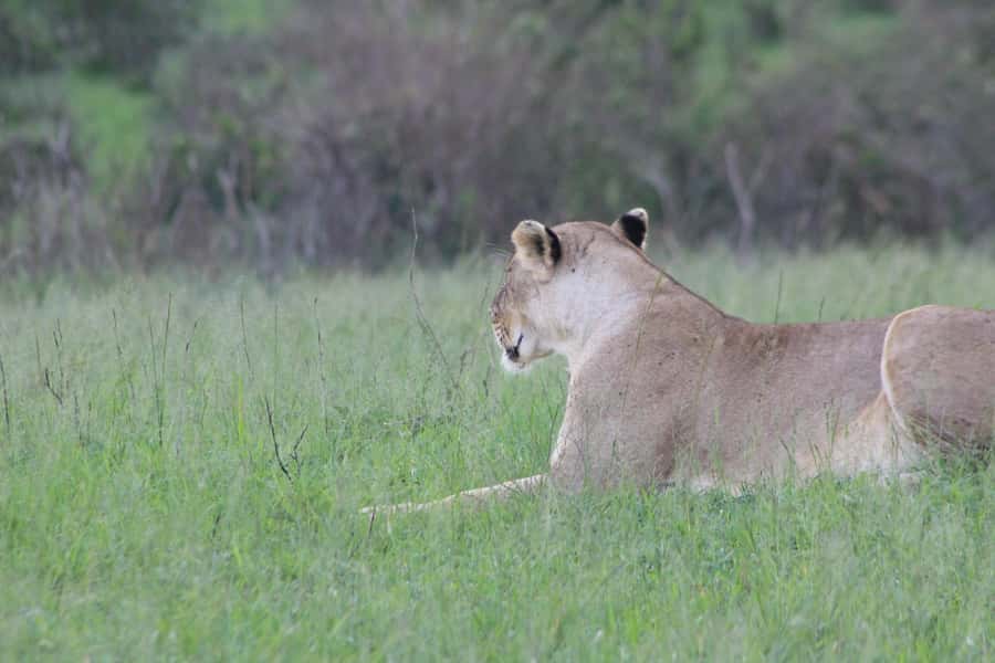 3 Days Maasai Mara Small Group Safari- Jambo Mara Lodge - Day 2: a full day among the Mara animals
