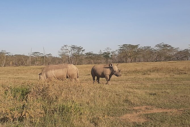 3-Days Maasai Mara unforgettable Adventure- Jeep Private Safari - What the private format really adds