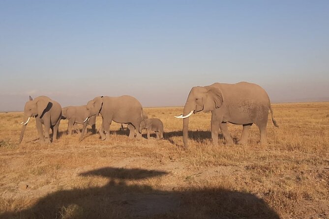 3-Days Maasai Mara unforgettable Adventure- Jeep Private Safari - Who will enjoy this safari most?