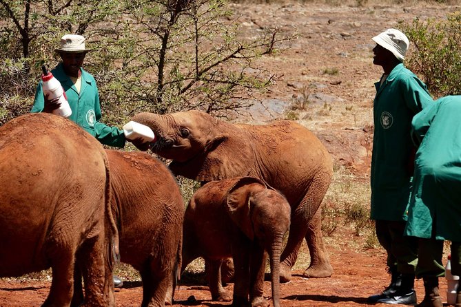 3 days Maasai Mara wildebeest migration safari - Day Two: The main wildlife day