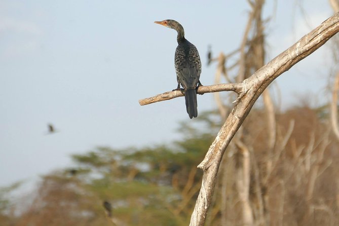 3 days Maasai Mara wildebeest migration safari - Maasai culture and the optional village visit