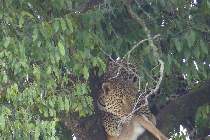 3 Days Magical Maasai Mara Private Tour - Why a private vehicle changes the Mara experience