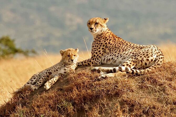 3 Days Mara Jambo Shared Safari Adventure - What $962 buys you on this three-day safari