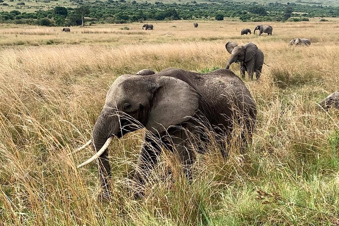 3 Days Mara Jambo Shared Safari Adventure - Jambo Mara Lodge and the two-night stay