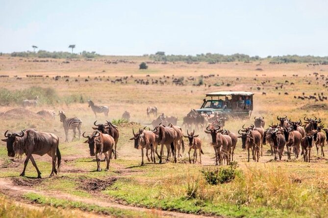 3 Days Mara Jambo Shared Safari Adventure - The return to Nairobi and optional Maasai village visit