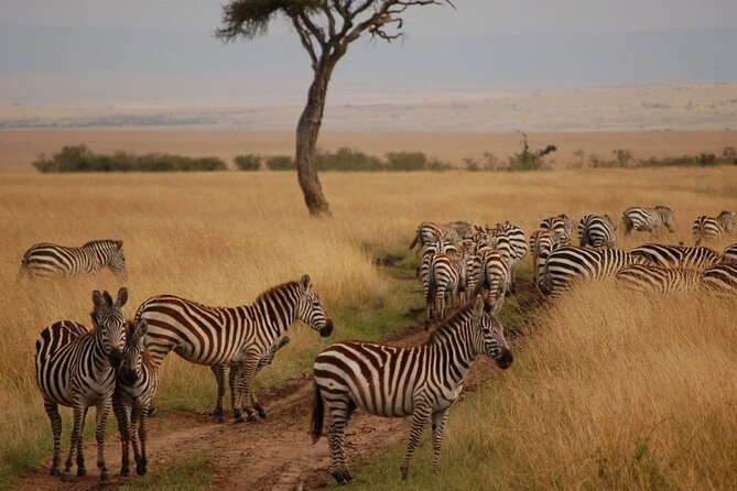 3 Days Mara Jambo Shared Safari Adventure - The first Mara game drive at 4:00 pm