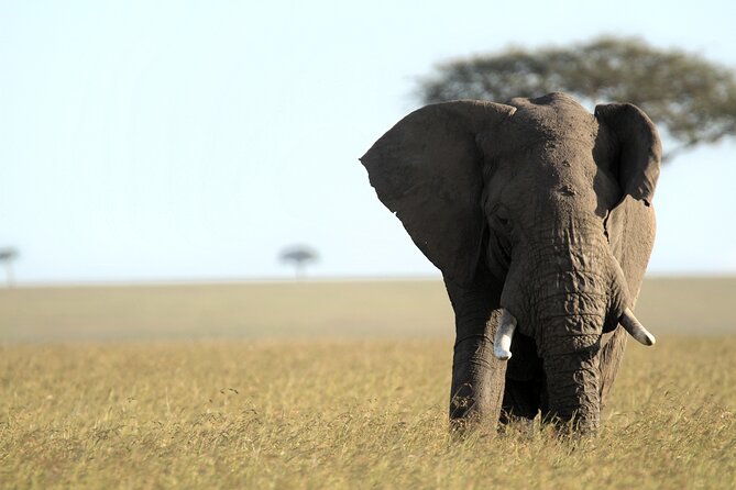 3-Days Masai Mara 4 x 4 Safari from Nairobi - Service and guide quality