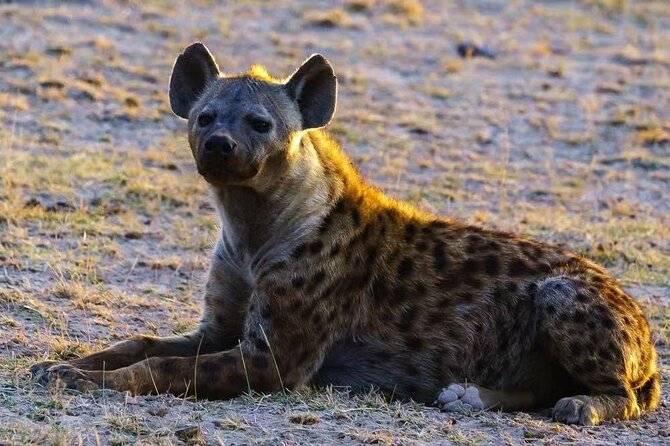3-Days Masai Mara 4 x 4 Safari from Nairobi - Who should book this safari?