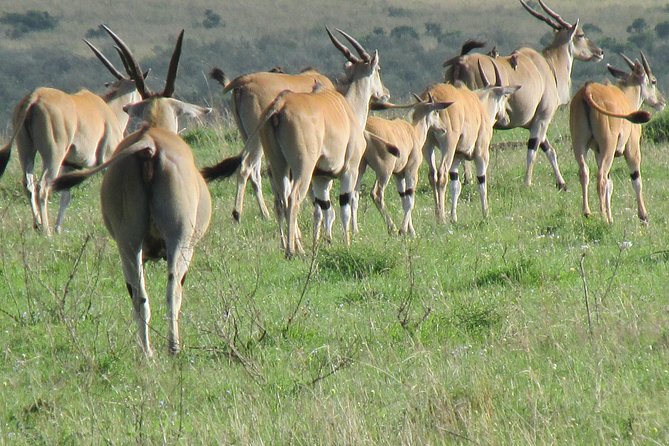 3 days Masai Mara - The eight-hour wildlife day