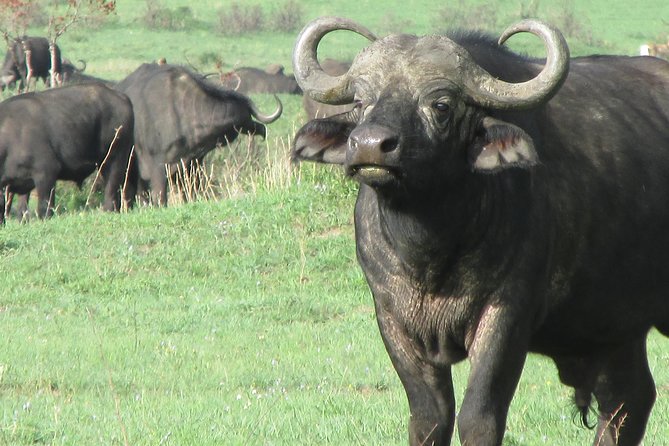 3 days Masai Mara - The early morning drive on Day 3