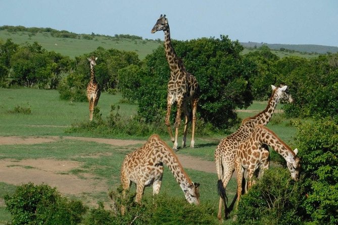 3 Days Masai Mara Budget Cruiser Shared Safari & Maasai Village - Key points to know before booking