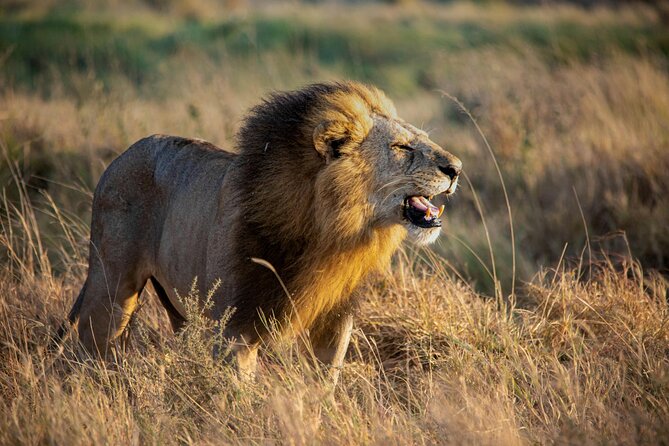 3 Days Masai Mara Budget Cruiser Shared Safari & Maasai Village - The shared cruiser and small-group setup
