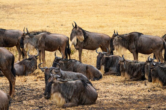 3 Days Masai Mara Budget Cruiser Shared Safari & Maasai Village - Rhino Tourist Camp and the practical comfort level