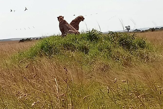3 Days Masai Mara Budget Cruiser Shared Safari & Maasai Village - Day two: a full day searching for the Big Five