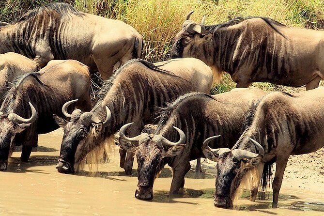 3 Days Masai Mara Camping Safari - What $700 buys you, and what it does not