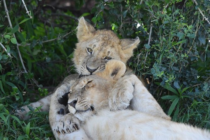 3 Days Masai Mara Camping Safari - The best wildlife hours begin at 6:30 am