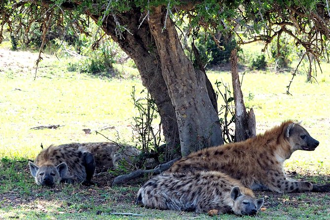 3 Days Masai Mara Camping Safari - The afternoon drive and Mara sunset
