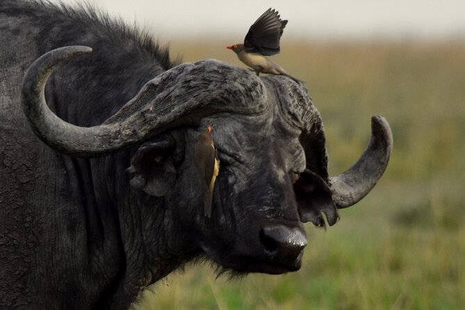 3 Days Masai Mara Camping Safari - Camping, meals, and the group size