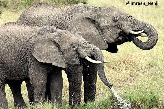 3 Days Masai Mara Camping Safari - Is the Great Migration part of the deal?