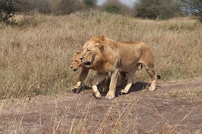 3 Days Masai Mara Experience - The essential details at a glance