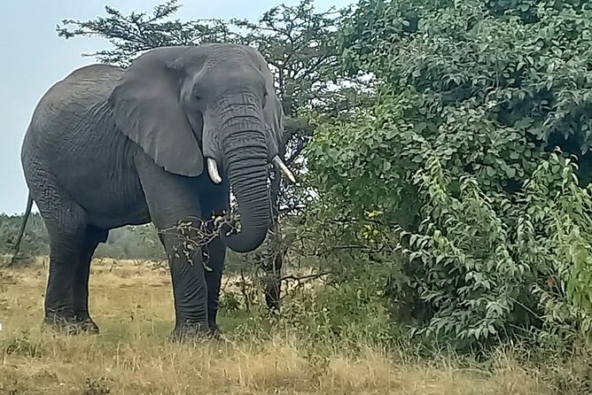 3 Days Masai Mara Experience - Leaving Nairobi at 7:00 AM