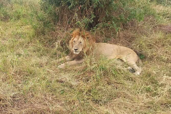 3 Days Masai Mara Experience - Day two, a full day among the animals