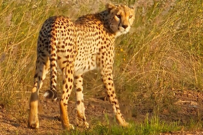 3 Days Masai Mara Experience - The guide can shape the whole experience