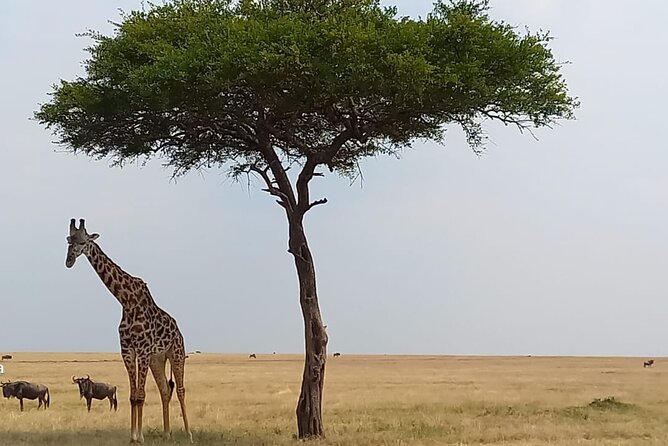 3 Days Masai Mara Experience - The Great Rift Valley viewpoint