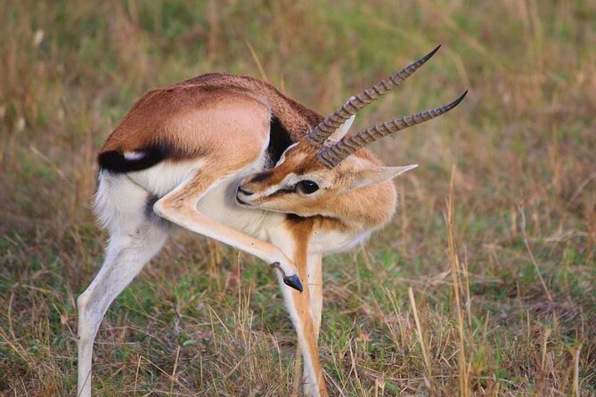 3 Days Masai Mara Flight Safari - Day one: arrival, lunch, and the first afternoon drive