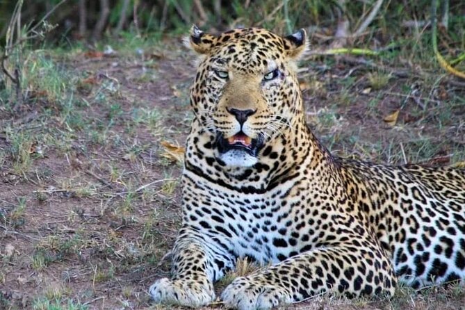 3 Days Masai Mara Flight Safari - Day three: one final game drive and the flight back