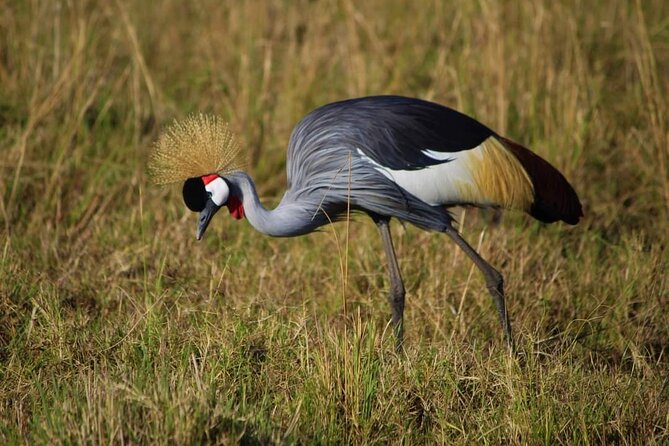 3 Days Masai Mara Flight Safari - Group size, timing, and comfort