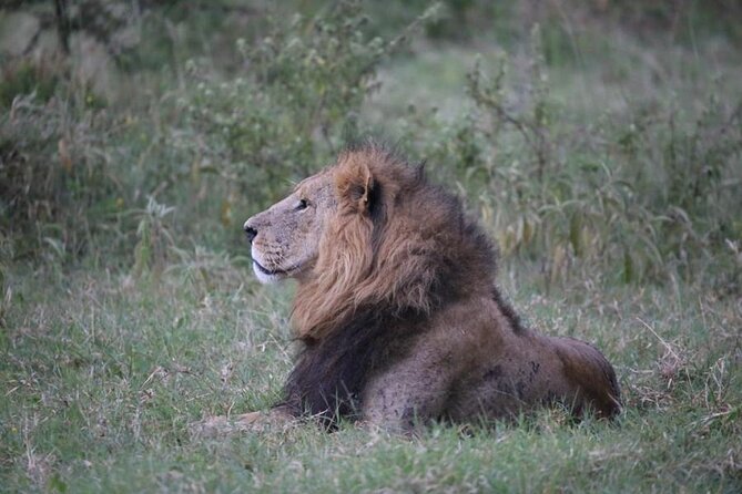 3 Days Masai Mara Group Budget safari in 4x4 Jeep Daily Tour - What $540 buys you on this Maasai Mara trip