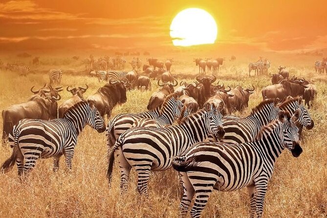 3 Days Masai Mara Group Budget safari in 4x4 Jeep Daily Tour - Camp comfort and the budget trade-off