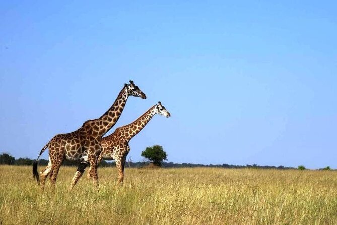 3 Days Masai Mara Group Budget safari in 4x4 Jeep Daily Tour - Who this three-day safari suits best